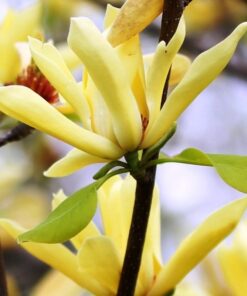 Magnolia japońska 'Esveld Select' P9/C1