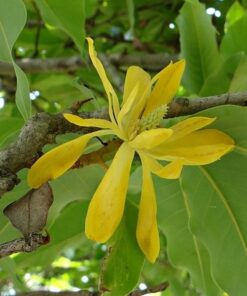 Alternative view of Magnolia japońska 'Esveld Select' P9/C1