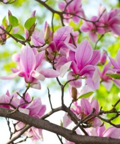 Magnolia 'George Henry Kern' P9/C1