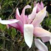 Magnolia 'George Henry Kern' poj, 2L