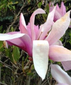 Magnolia 'George Henry Kern' poj, 2L