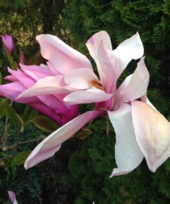 Alternative view of Magnolia 'George Henry Kern' poj, 2L