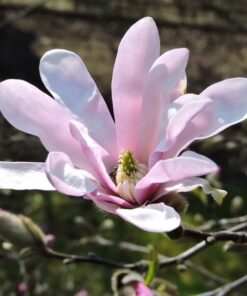 Magnolia loebnera 'Leonard Messel' P9/C1