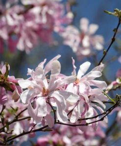 Alternative view of Magnolia loebnera 'Leonard Messel' P9/C1