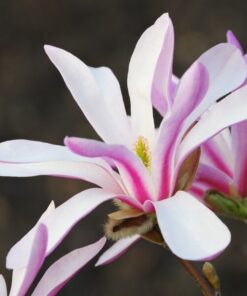 Magnolia loebnera 'Leonard Messel' poj, 2l