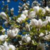 Magnolia loebnera 'Merrill' poj, 2l