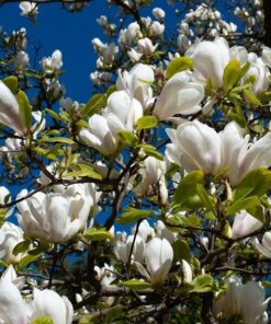 Magnolia loebnera 'Merrill' poj, 2l