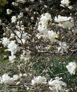 Alternative view of Magnolia loebnera 'Merrill' P9/C1