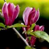 Magnolia purpurowa 'Nigra' P9/C1