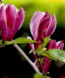Magnolia purpurowa 'Nigra' P9/C1