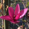 Magnolia purpurowa 'Nigra' poj, 2L