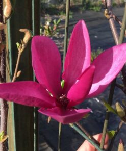 Magnolia purpurowa 'Nigra' poj, 2L