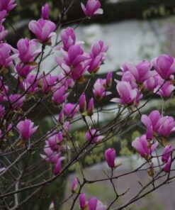 Alternative view of Magnolia purpurowa 'Nigra' P9/C1
