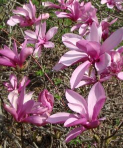 Magnolia pośrednia Magnolia x soulangeana P9/C1