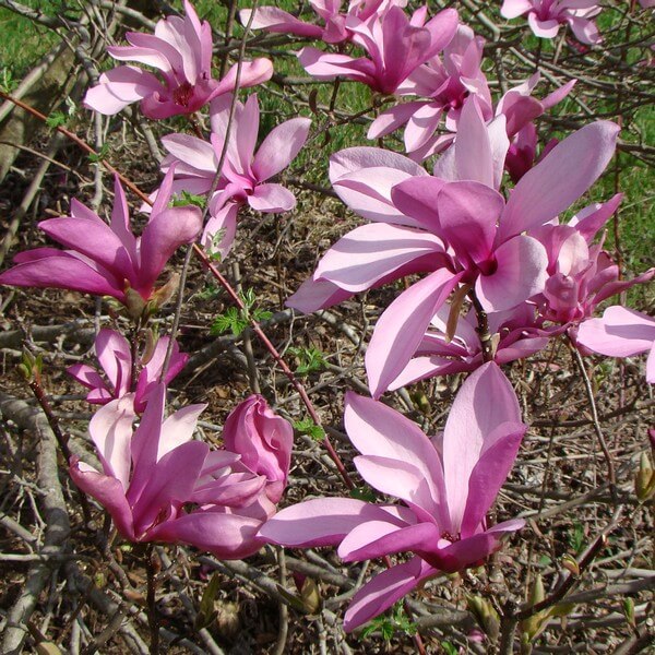 Magnolia pośrednia Magnolia x soulangeana P9/C1