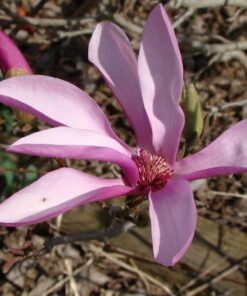 Magnolia pośrednia Magnolia x soulangeana poj, 2l