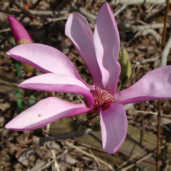 Magnolia pośrednia Magnolia x soulangeana P9/C1 - obrazek 3