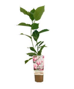 Alternative view of Magnolia pośrednia Magnolia x soulangeana P9/C1