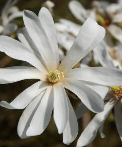 Magnolia gwiaździsta 'Royal Star' P9/C1