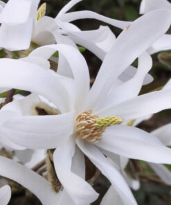 Alternative view of Magnolia gwiaździsta 'Royal Star' P9/C1