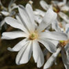 Magnolia Stellata poj, 2l