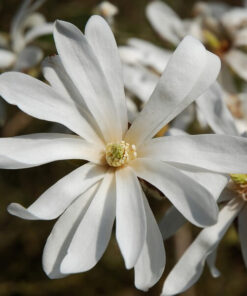 Magnolia Stellata poj, 2l