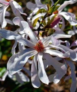 Alternative view of Magnolia Stellata poj, 2l