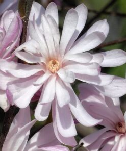 Magnolia gwiaździsta (Stellata) 'Waterlily' P9/C1