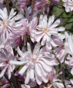 Alternative view of Magnolia gwiaździsta (Stellata) 'Waterlily' P9/C1