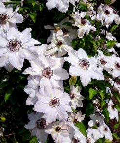 Clematis Miss Bateman P9/C1