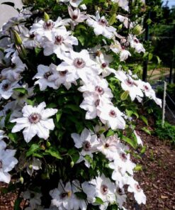 Alternative view of Clematis Miss Bateman poj, 2L