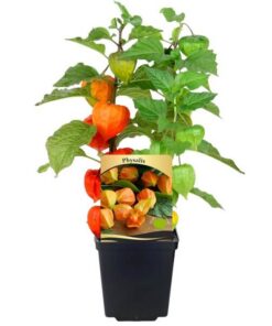 Physalis (Miechunka) P9/C1