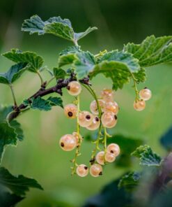 Porzeczka biała 'Blanca' P9/C1