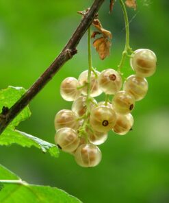 Porzeczka biała 'Wersalska' P9/C1