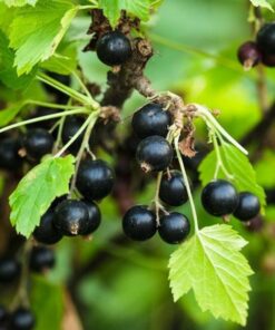 Porzeczka czarna 'Big Love' w poj, C1