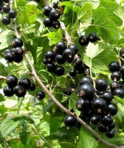 Porzeczka czarna 'Titania' P9/C1