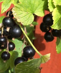 Alternative view of Porzeczka czarna 'Titania' P9/C1