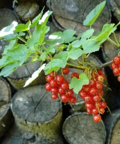 Alternative view of Porzeczka czerwona 'Jonkheer van Tets' P9/C1