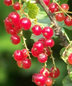 Porzeczka czerwona 'Jonkheer van Tets' P9/C1