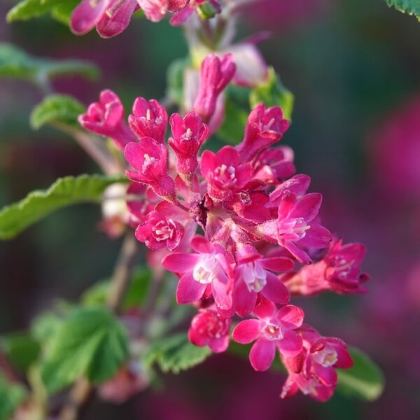 Porzeczka krwista 'Pulborough Scarlet' P9/C1