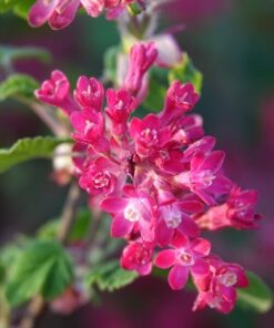 Porzeczka krwista 'Pulborough Scarlet' poj, 2L