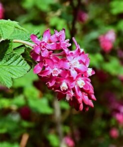 Alternative view of Porzeczka krwista 'Pulborough Scarlet' poj, 2L