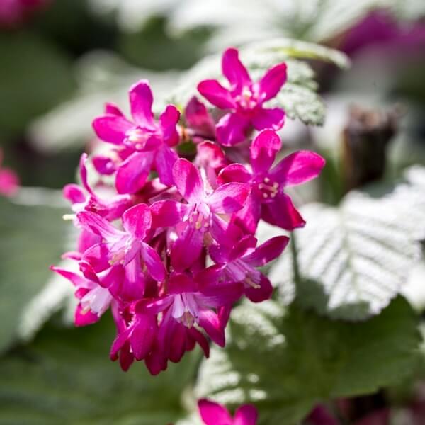 Porzeczka krwista 'Pulborough Scarlet' P9/C1 - obrazek 3