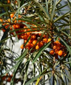 Alternative view of Rokitnik zwyczajny w P9/C1