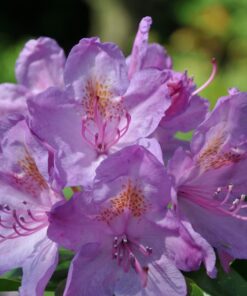 Alternative view of Rododendron (Azalia) Catawbiense Grandiflorum poj, 2L