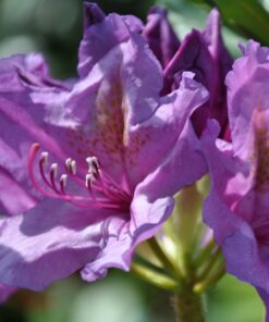 Rododendron (Azalia) Catawbiense Grandiflorum poj, 2L