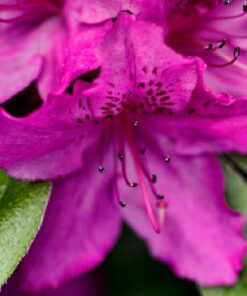 Rododendron (Azalia) 'Koningstein' poj, 2L