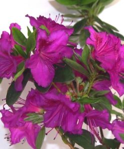 Alternative view of Rododendron (Azalia) 'Koningstein' poj, 2L