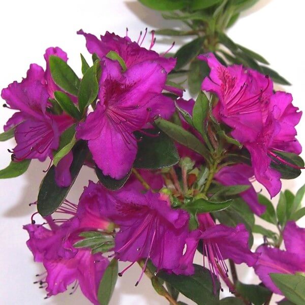 Rododendron (Azalia) 'Koningstein' poj, 2L - obrazek 2