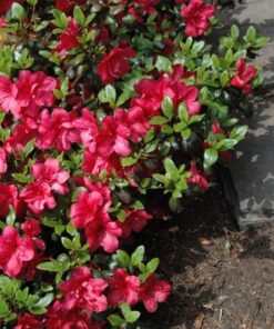 Alternative view of Rododendron (Azalia) 'Marushka' poj, 2L